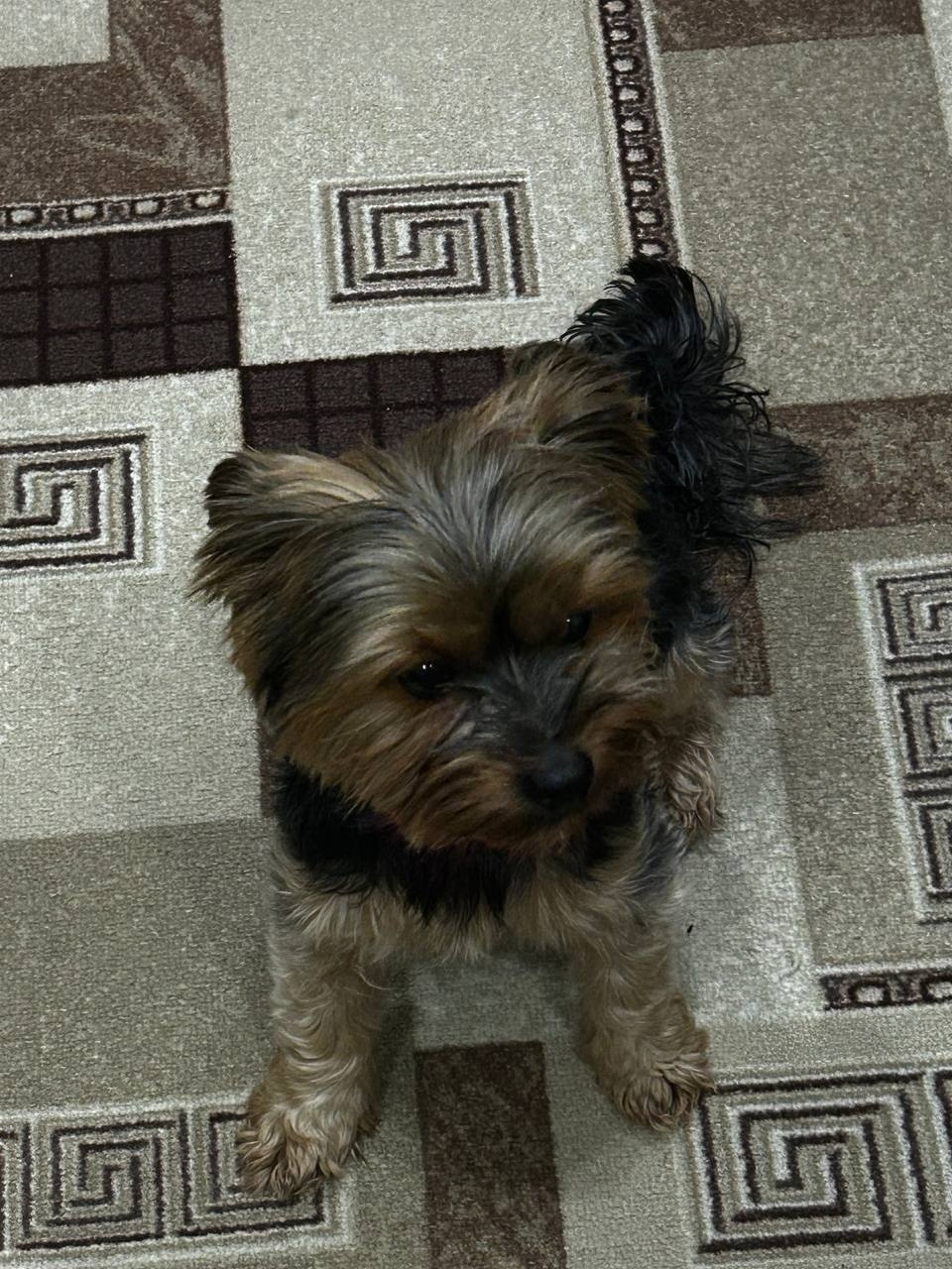 Найдена собака в Воронеже — фото объявления