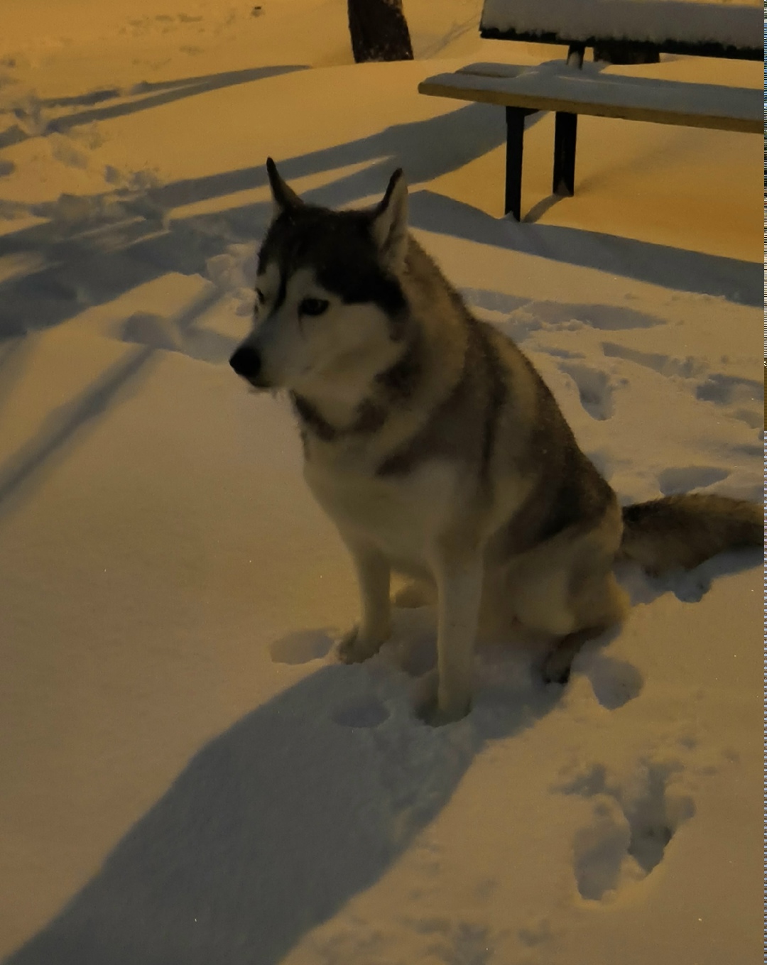 Пропала собака в Воронеже — фото объявления