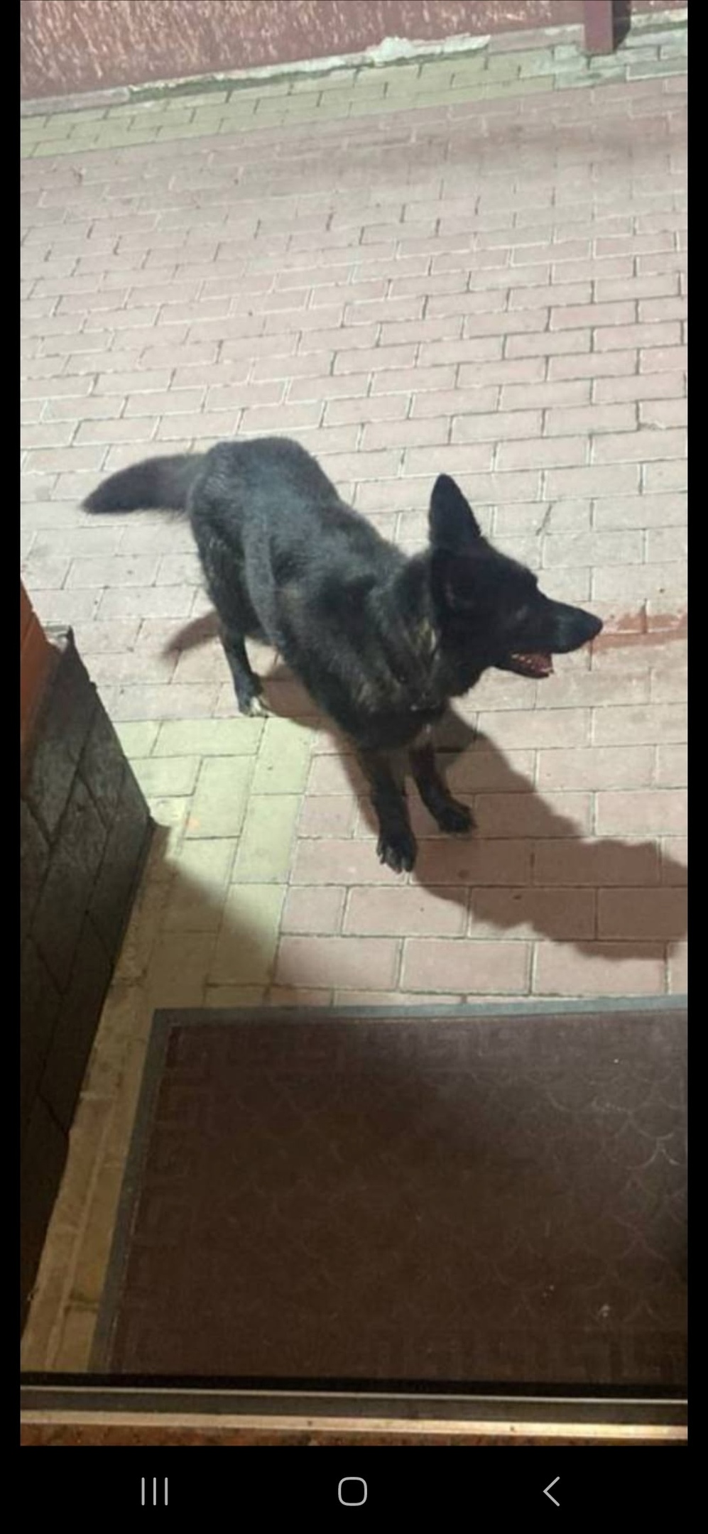 Пропала собака в Воронеже — фото объявления