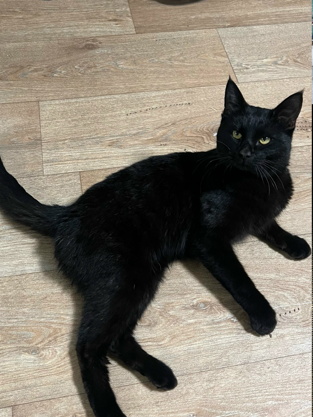 Найдена кошка в Воронеже — фото объявления