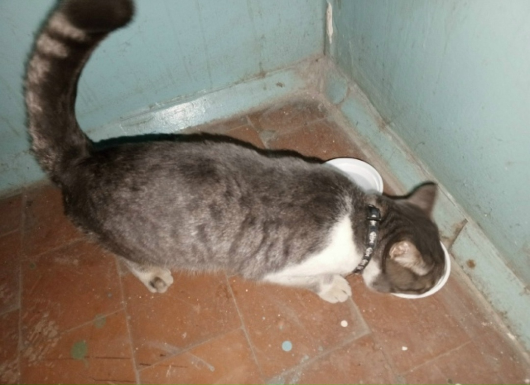 Найдена кошка в Воронеже — фото объявления