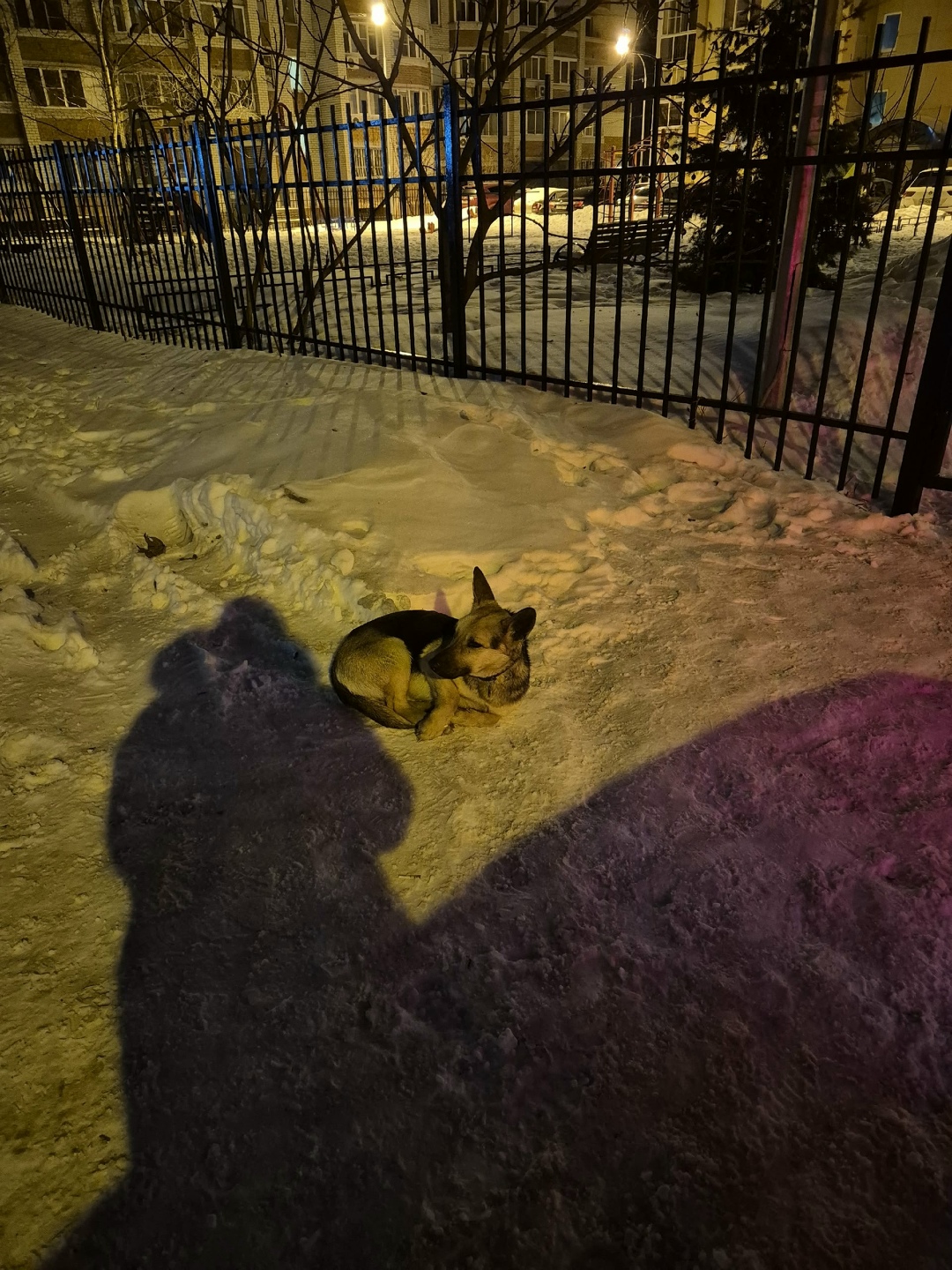 Пропала собака в Воронеже — фото объявления