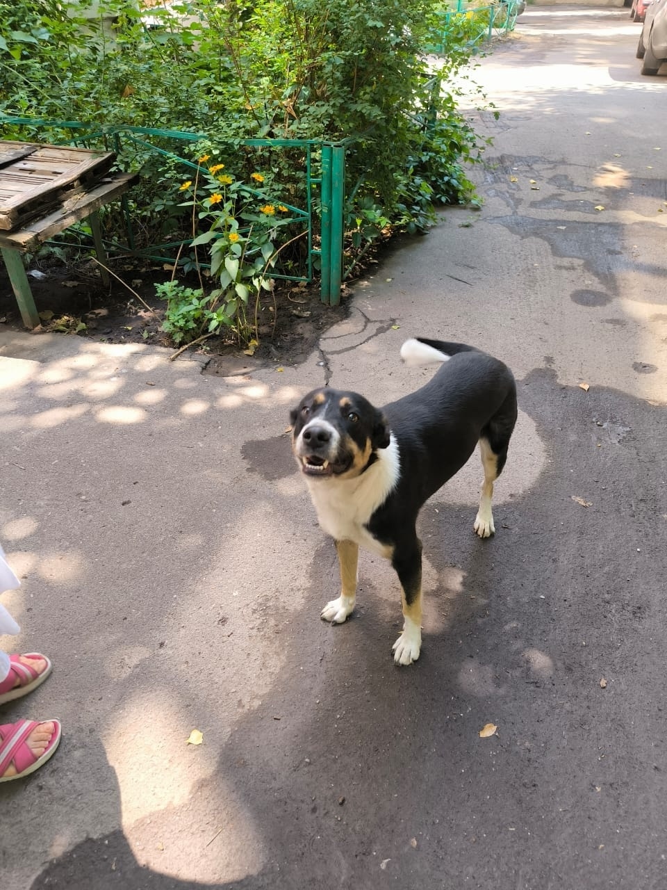 Пропала собака в Воронеже — фото объявления