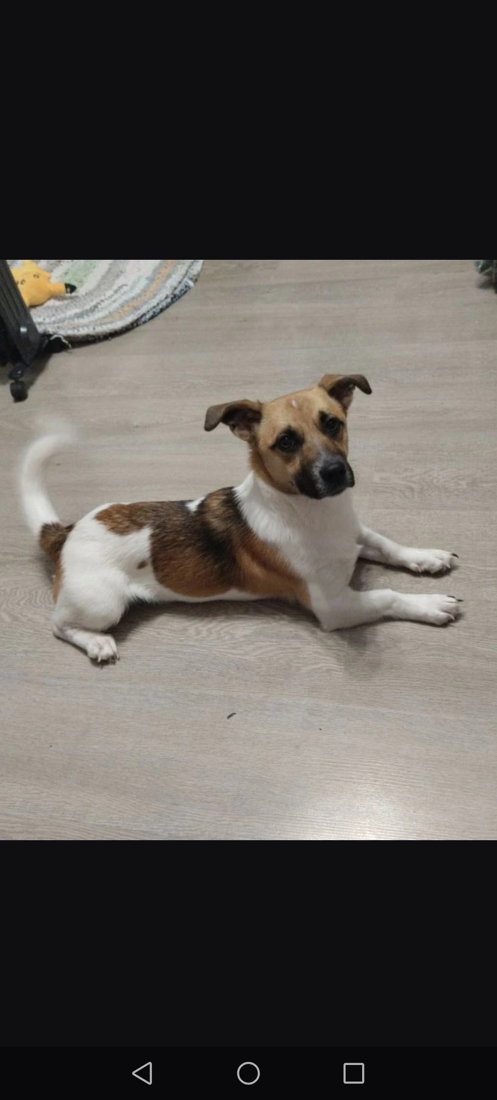 Найдена собака в Воронеже — фото объявления