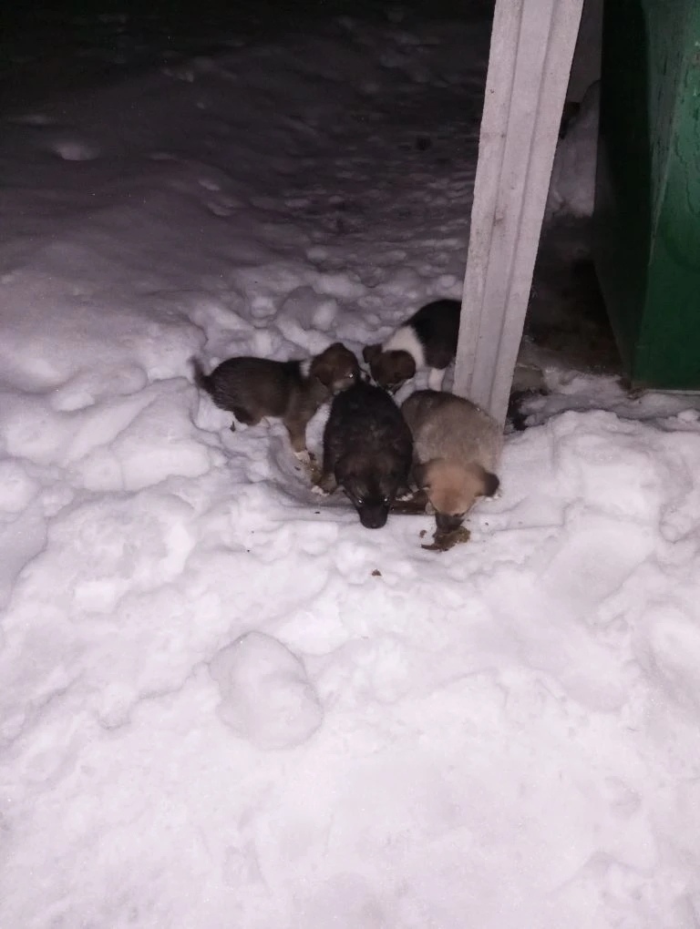 Найдена собака в Воронеже — фото объявления