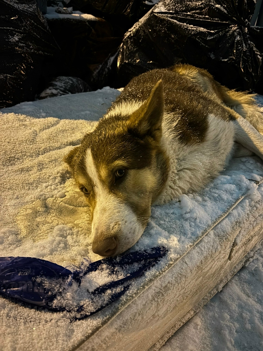 Найдена собака в Воронеже — фото объявления