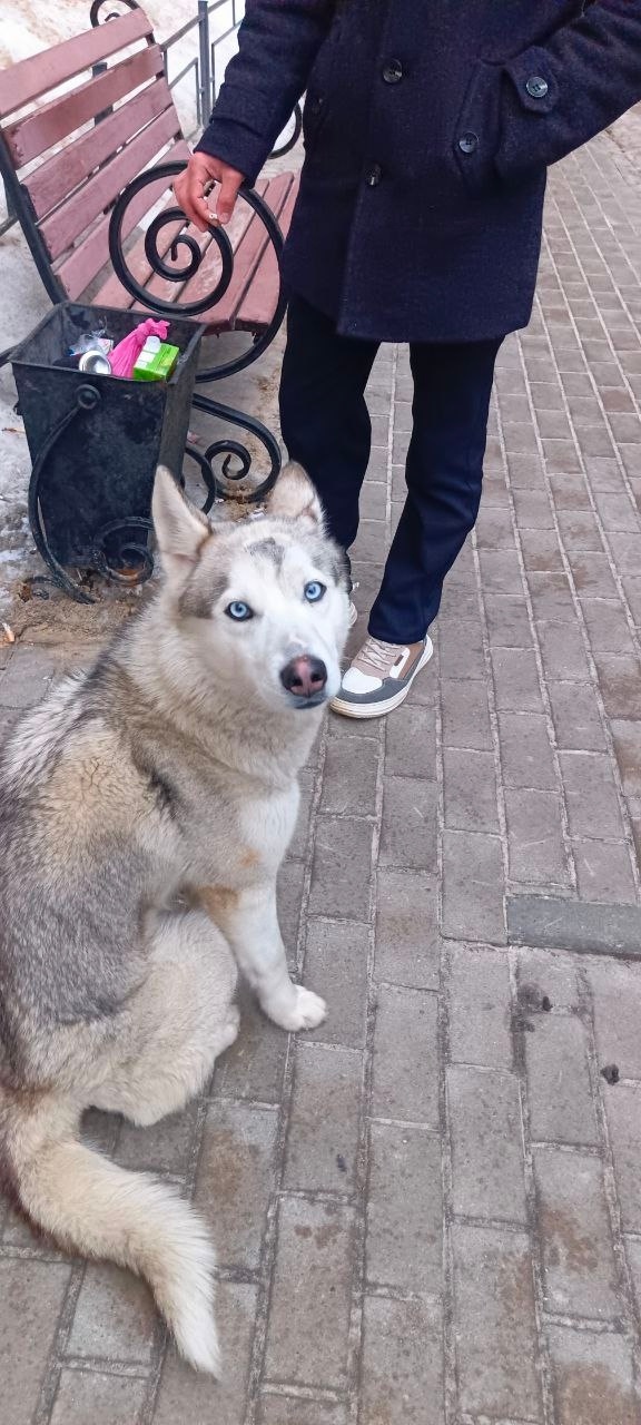 Найдена собака в Воронеже — фото объявления