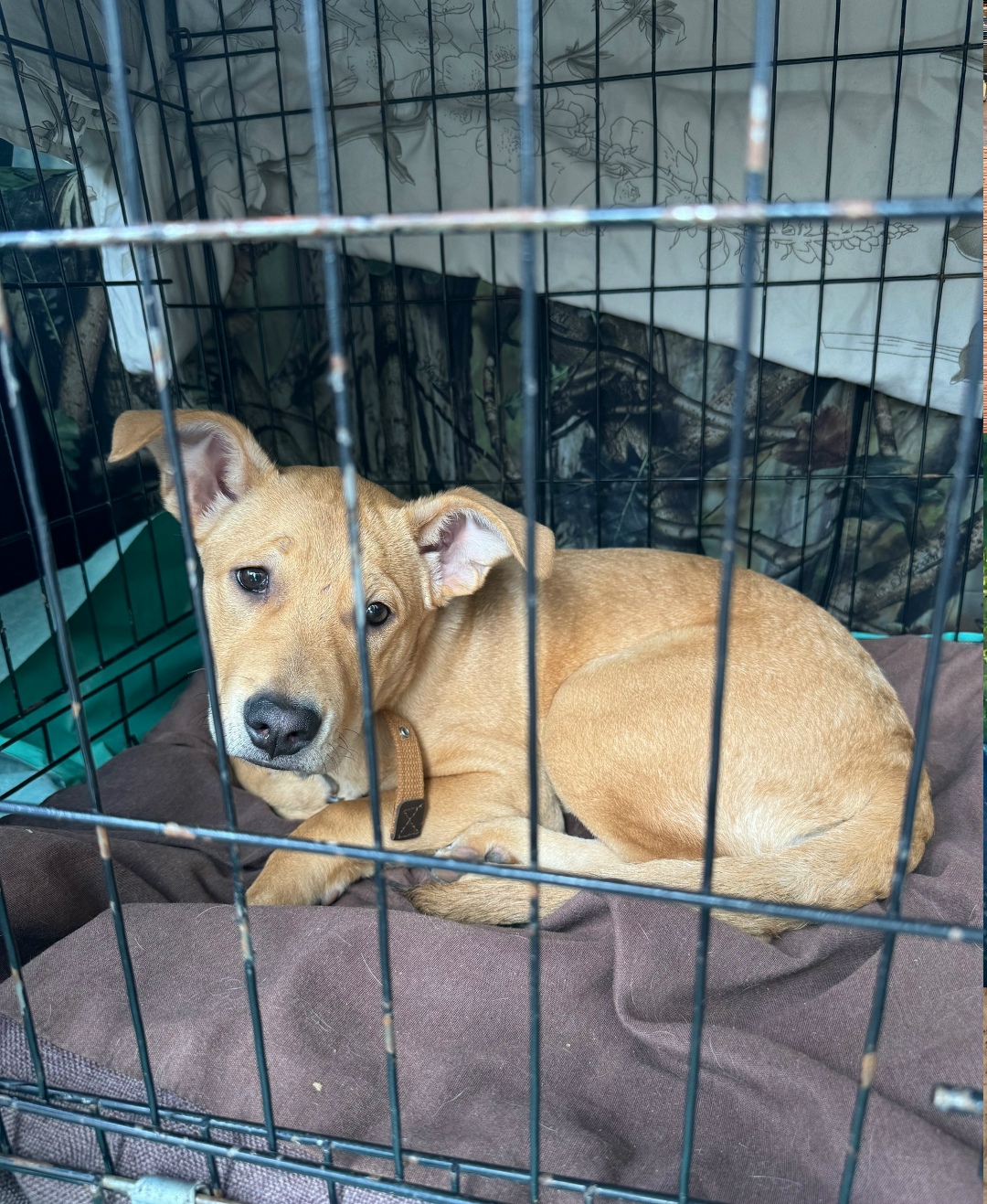 Найдена собака в Воронеже — фото объявления