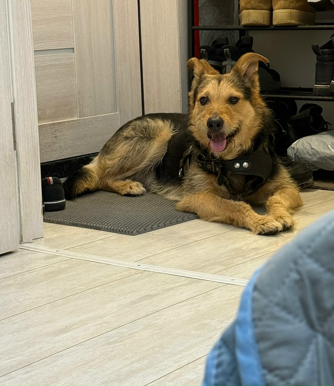 Найдена собака в Воронеже — фото объявления