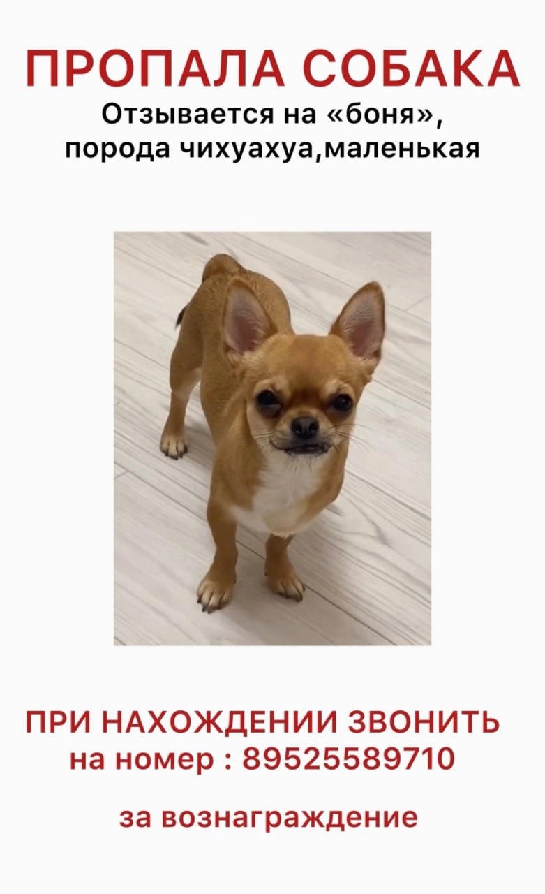 Найдена собака в Воронеже — фото объявления