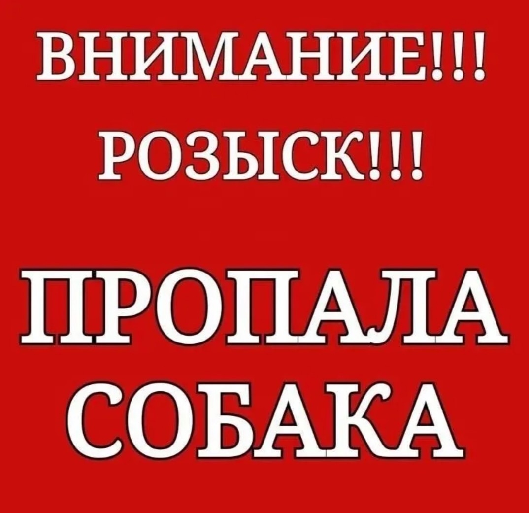 Пропала собака в Воронеже — фото объявления