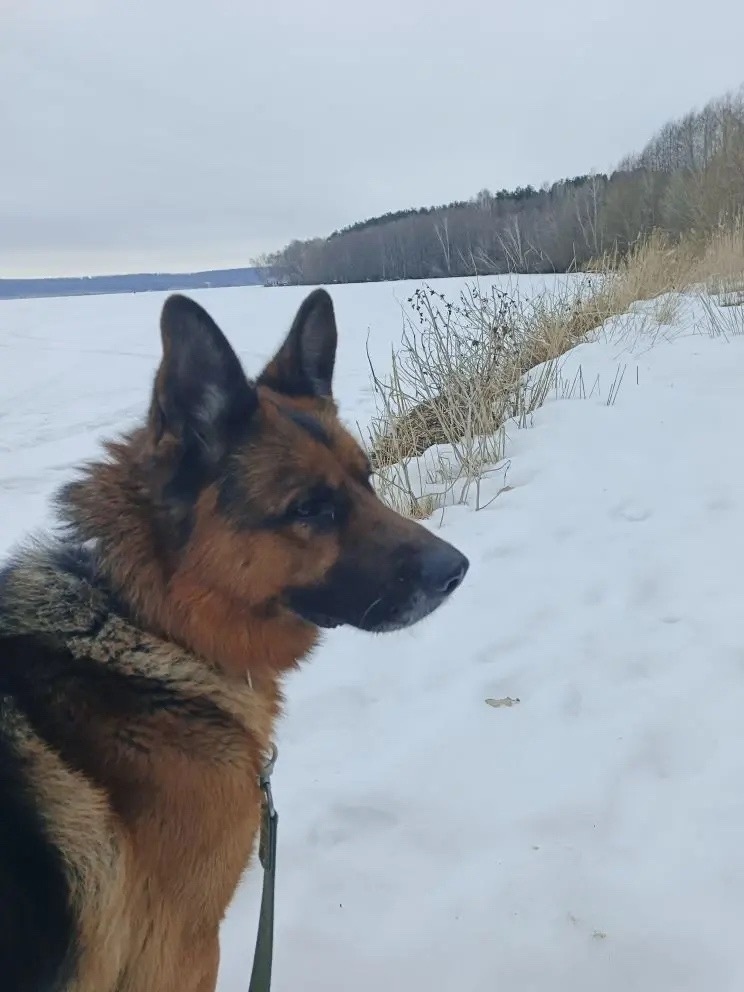 Найдена собака в Воронеже — фото объявления