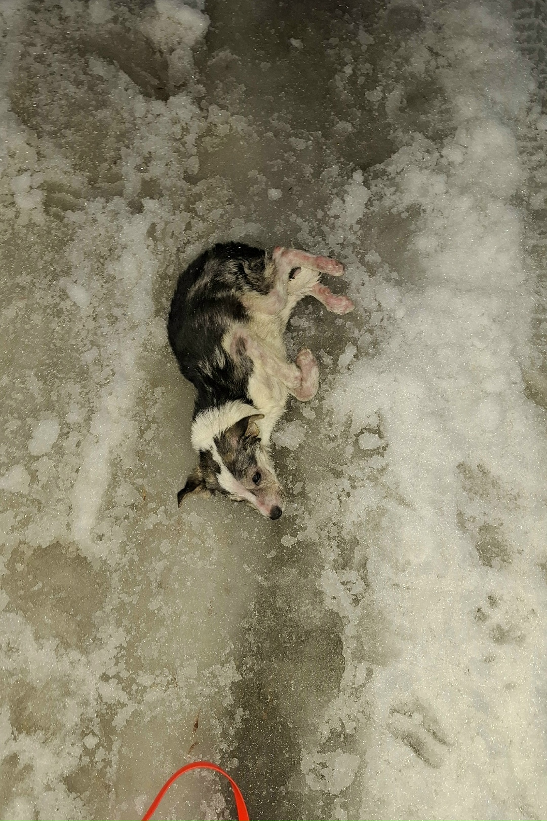 Найдена собака в Воронеже — фото объявления