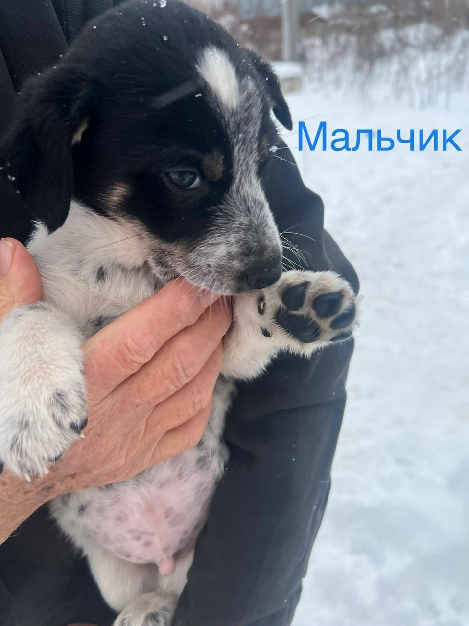 Найдена собака в Воронеже — фото объявления