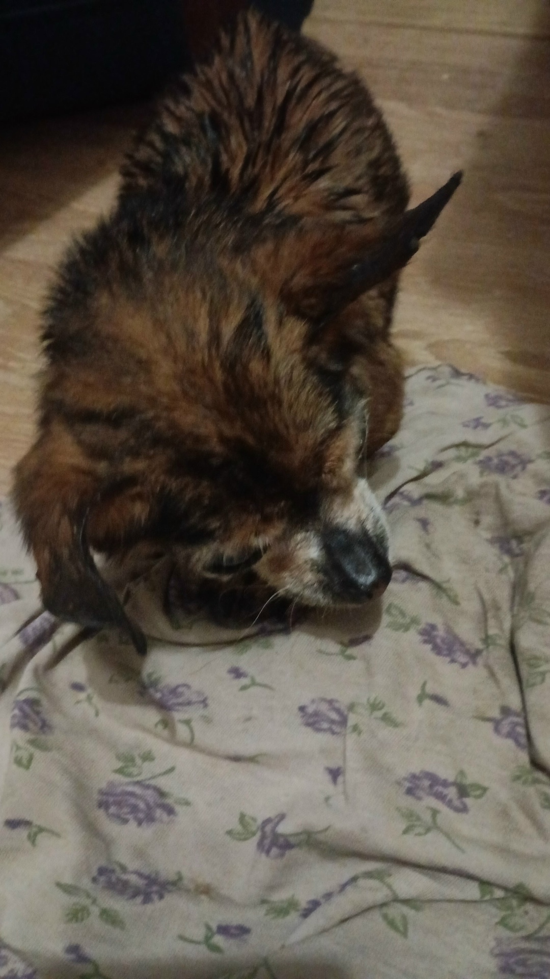 Найдена собака в Воронеже — фото объявления