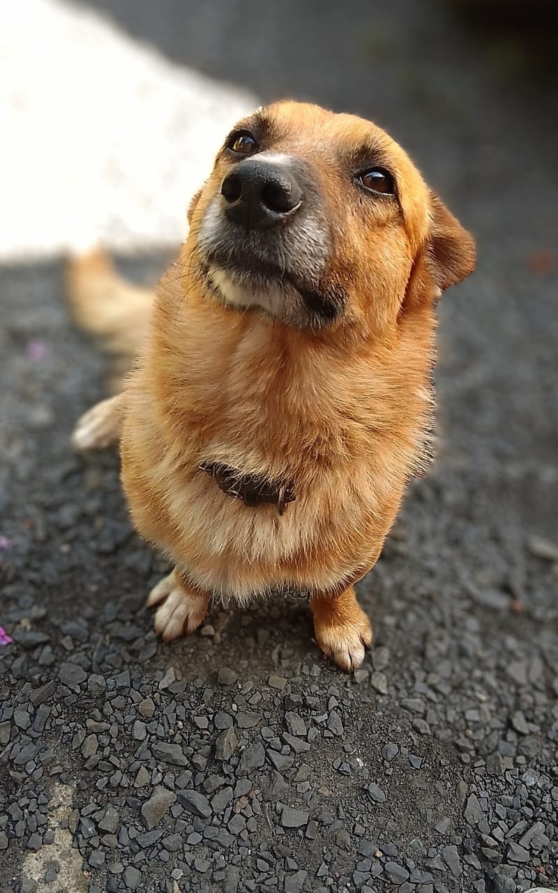 Пропала собака в Воронеже — фото объявления