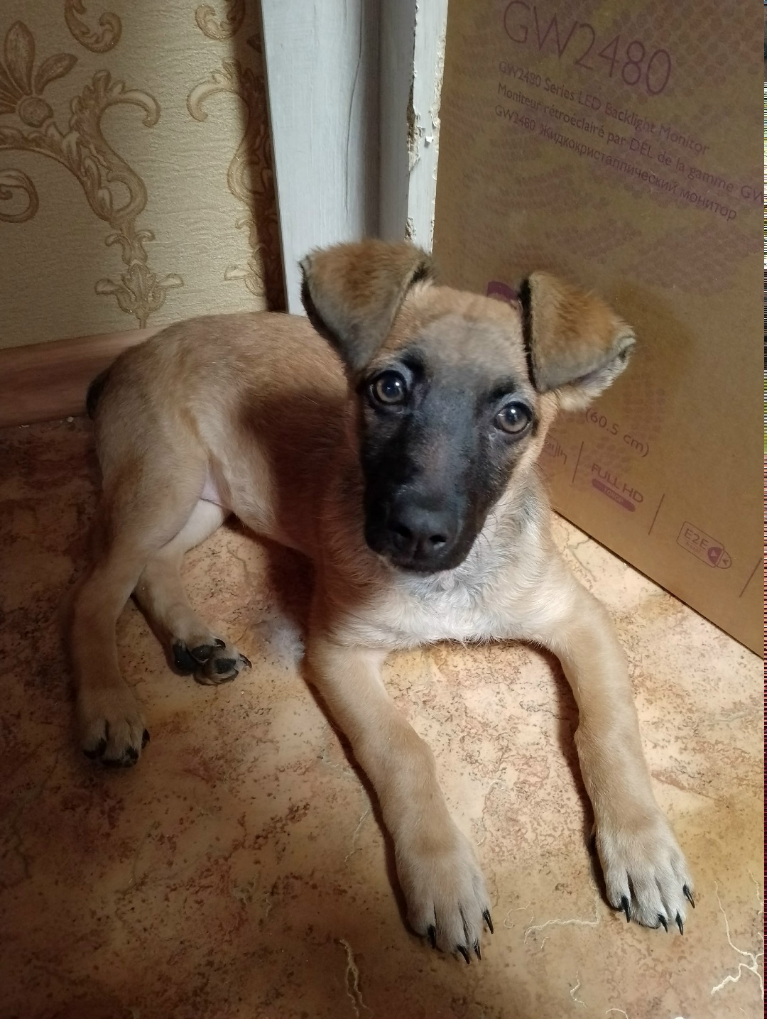 Найдена собака в Воронеже — фото объявления