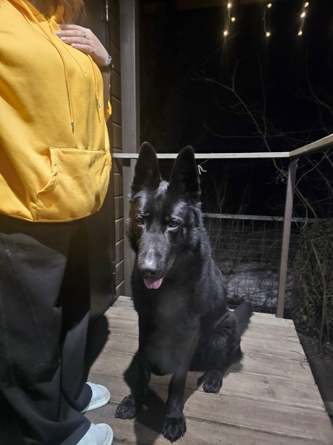 Найдена собака в Воронеже — фото объявления