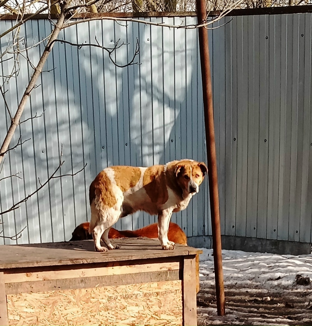 Найдена собака в Воронеже — фото объявления