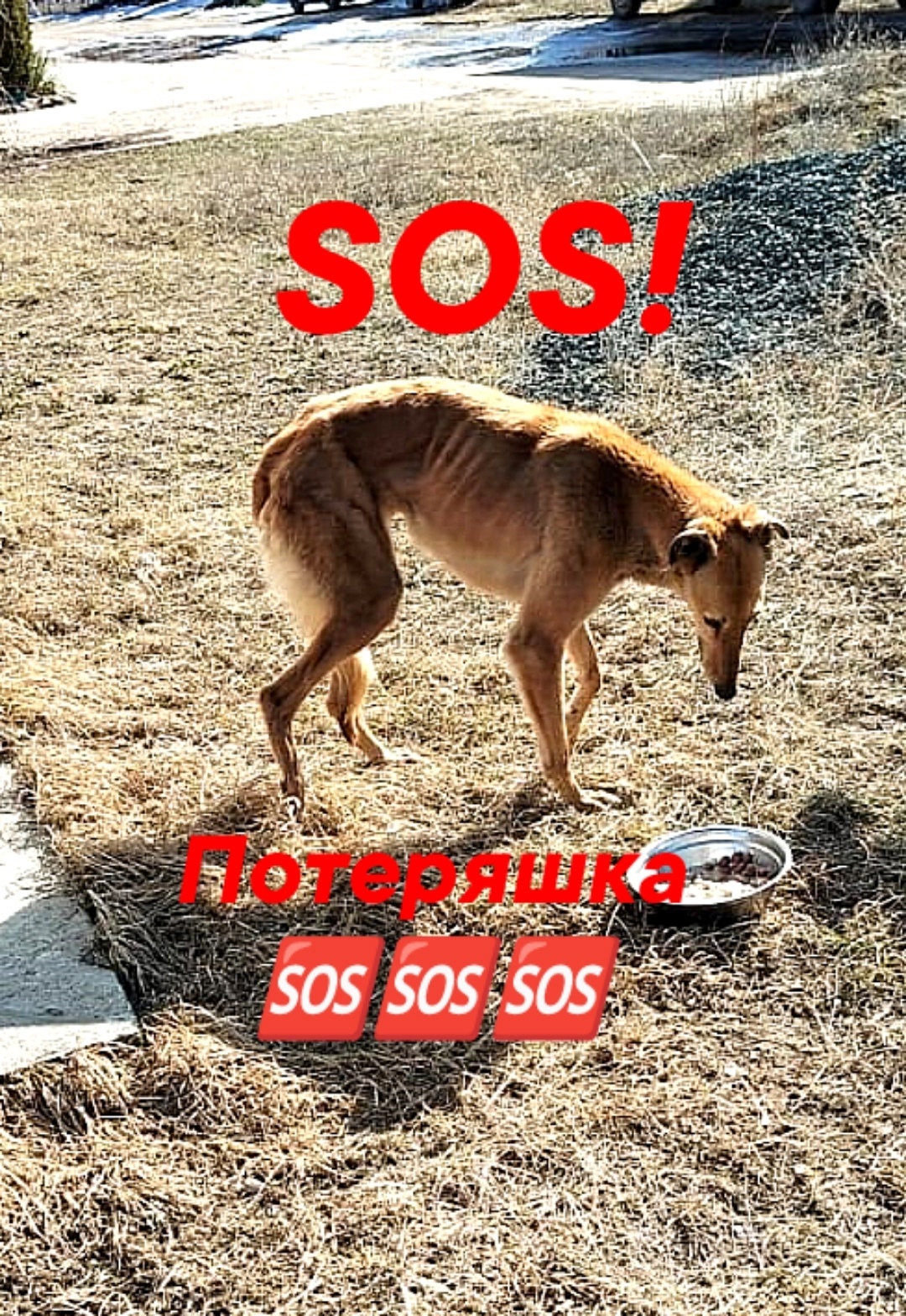 Пропала собака в Воронеже — фото объявления