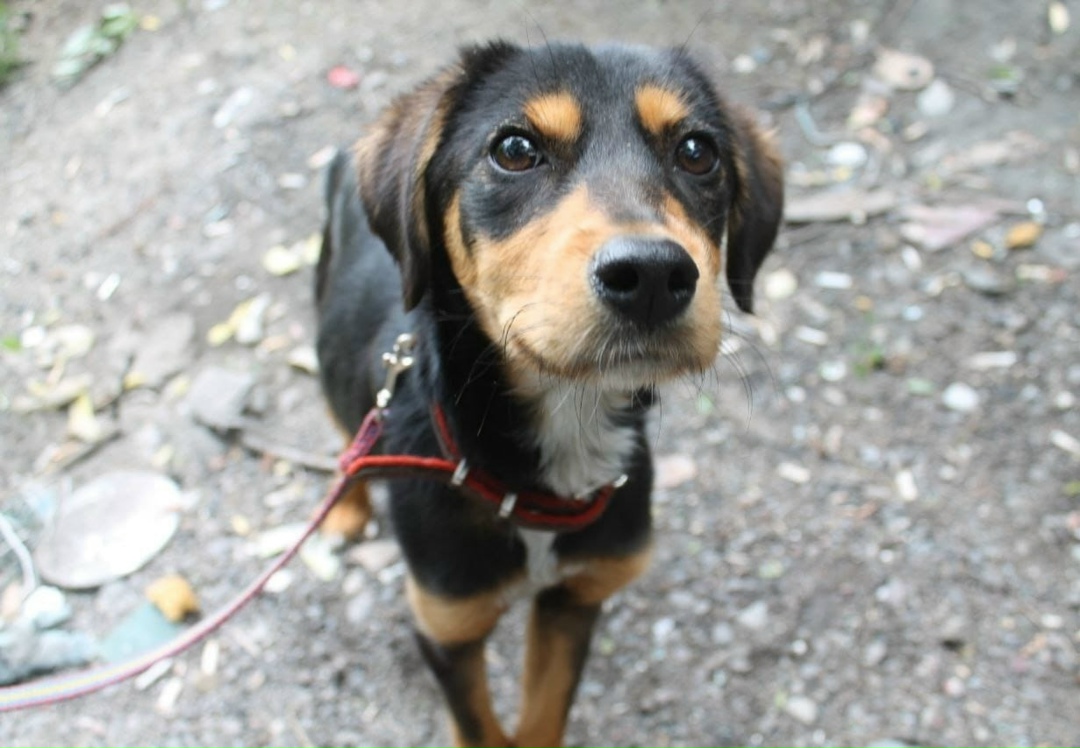 Найдена собака в Воронеже — фото объявления