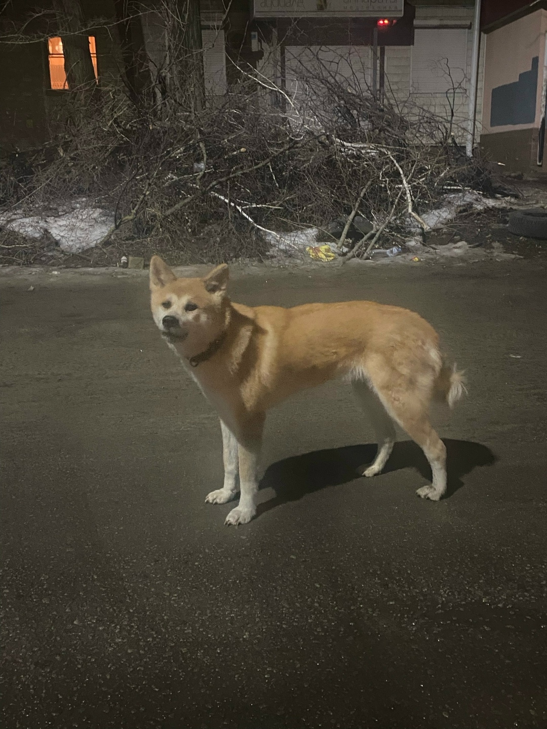 Пропала собака в Воронеже — фото объявления