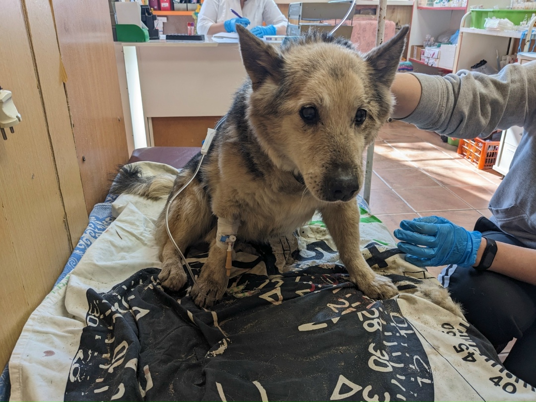 Найдена собака в Воронеже — фото объявления