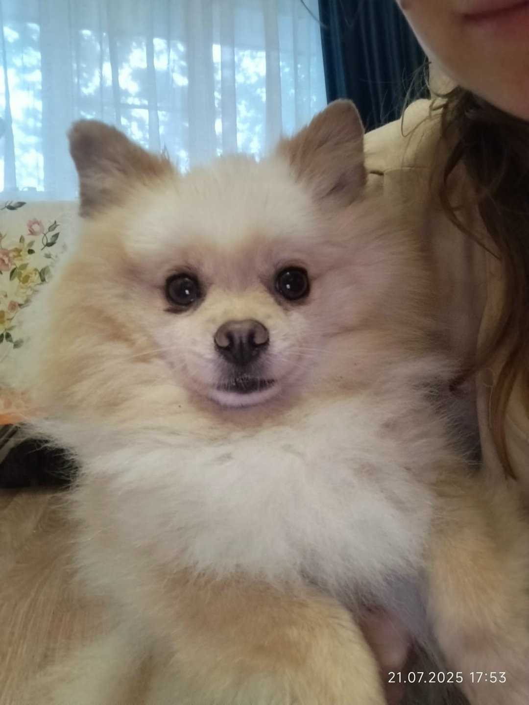 Найдена собака в Воронеже — фото объявления