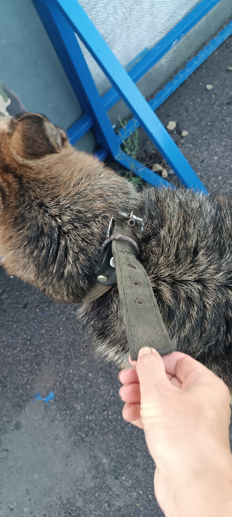 Найдена собака в Воронеже — фото объявления