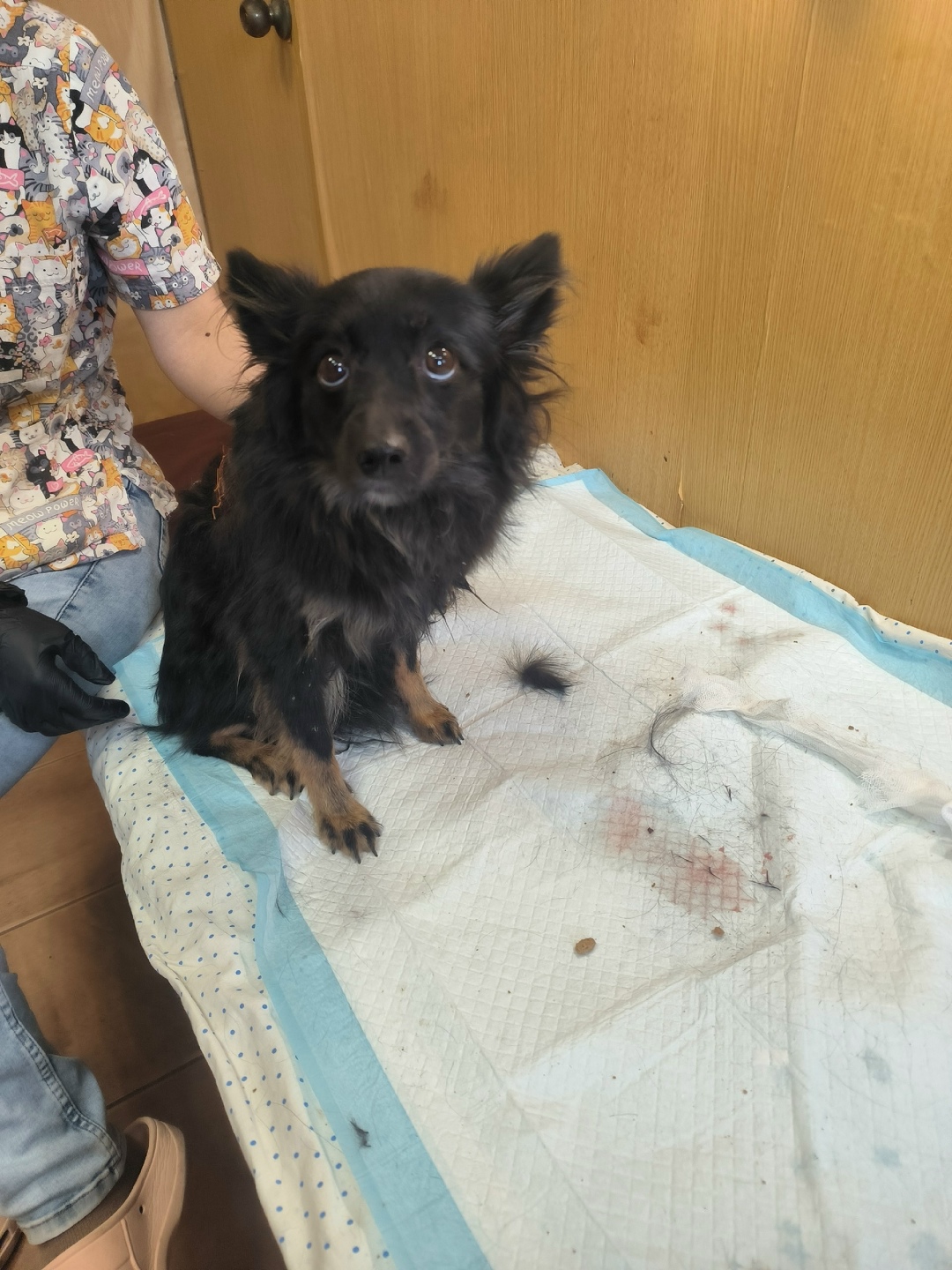 Найдена собака в Воронеже — фото объявления