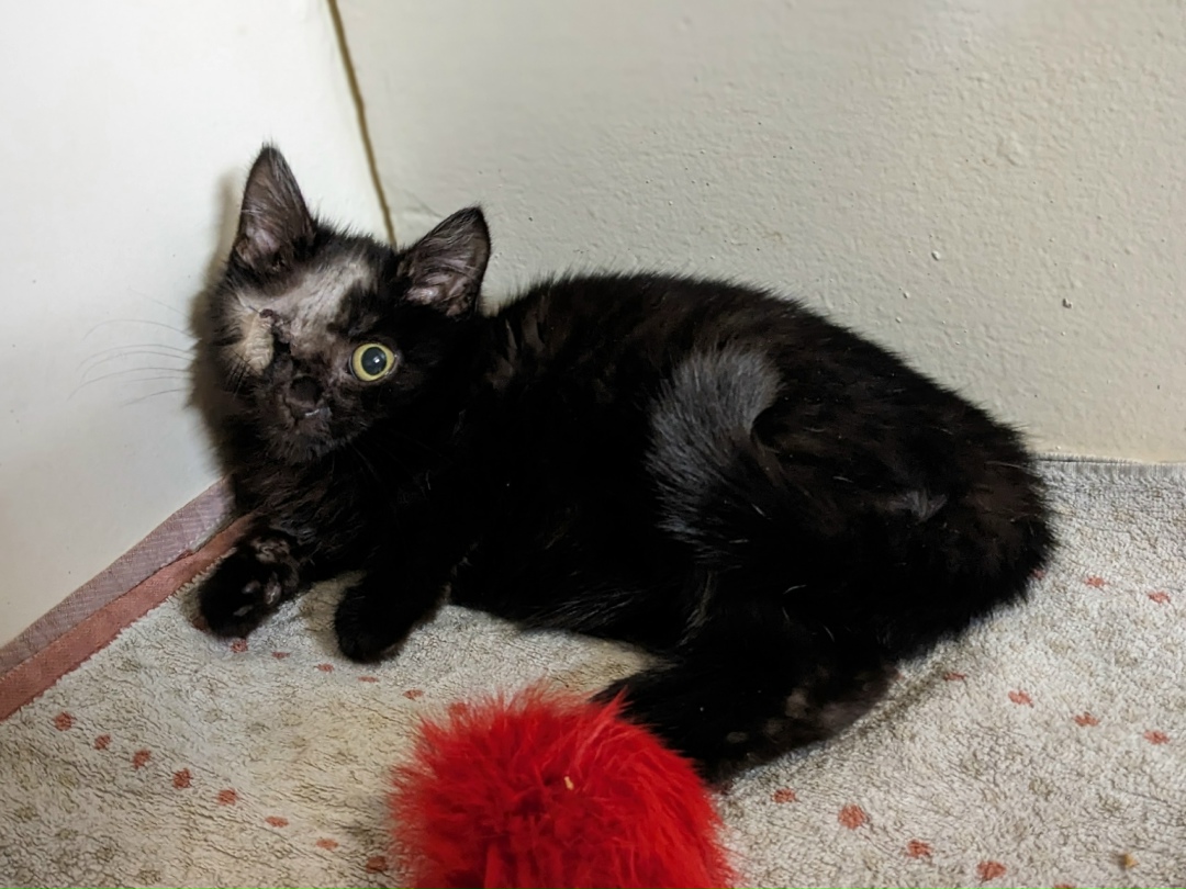 Найдена кошка в Воронеже — фото объявления