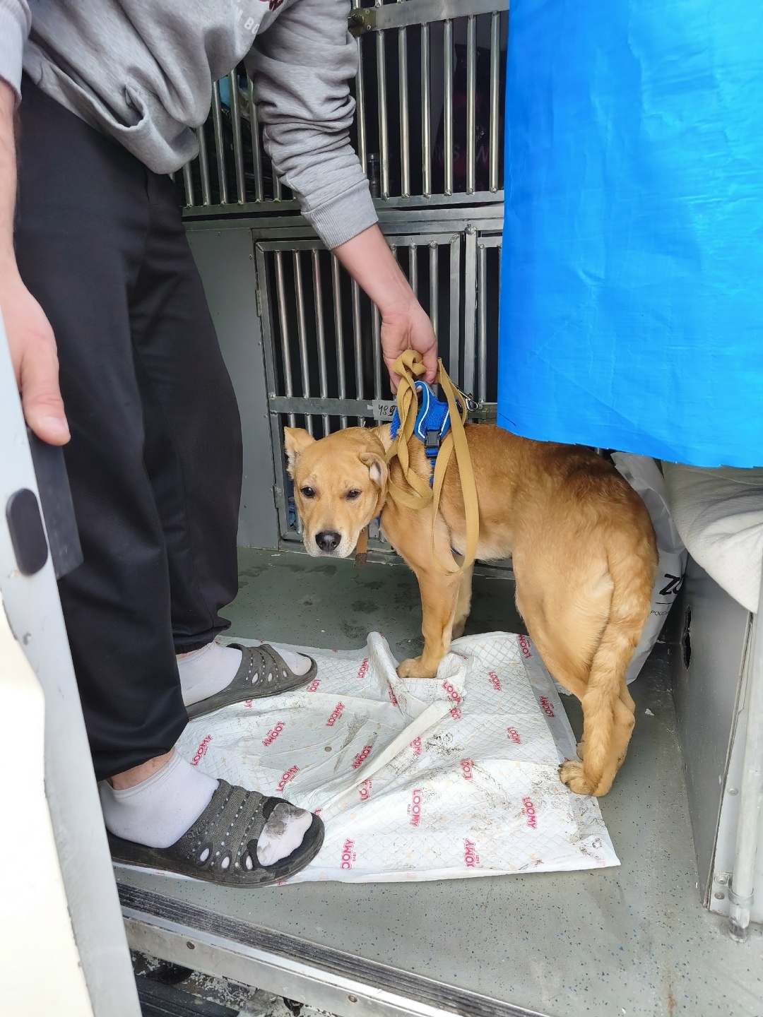 Найдена собака в Воронеже — фото объявления