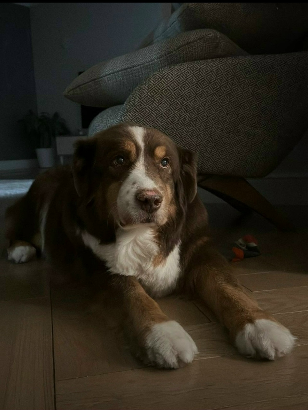 Пропала собака в Воронеже — фото объявления