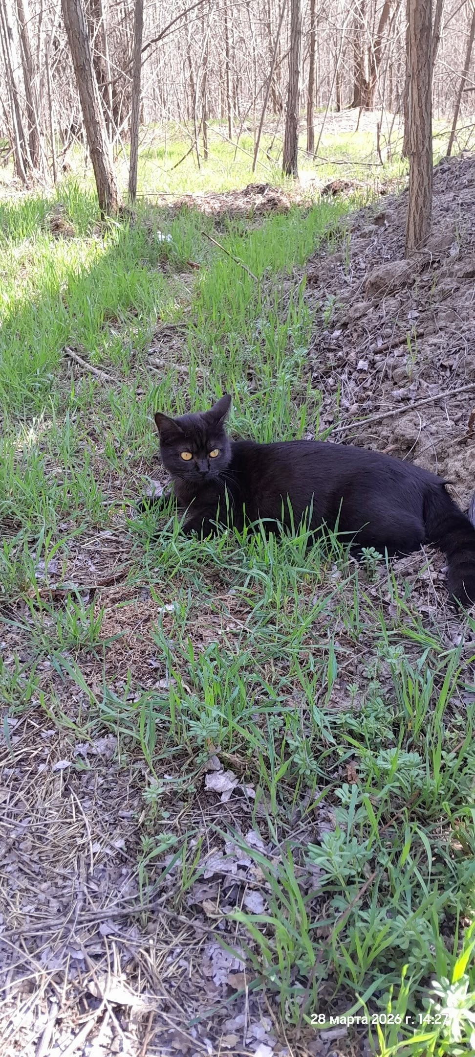 Пропала кошка в Воронеже — фото объявления