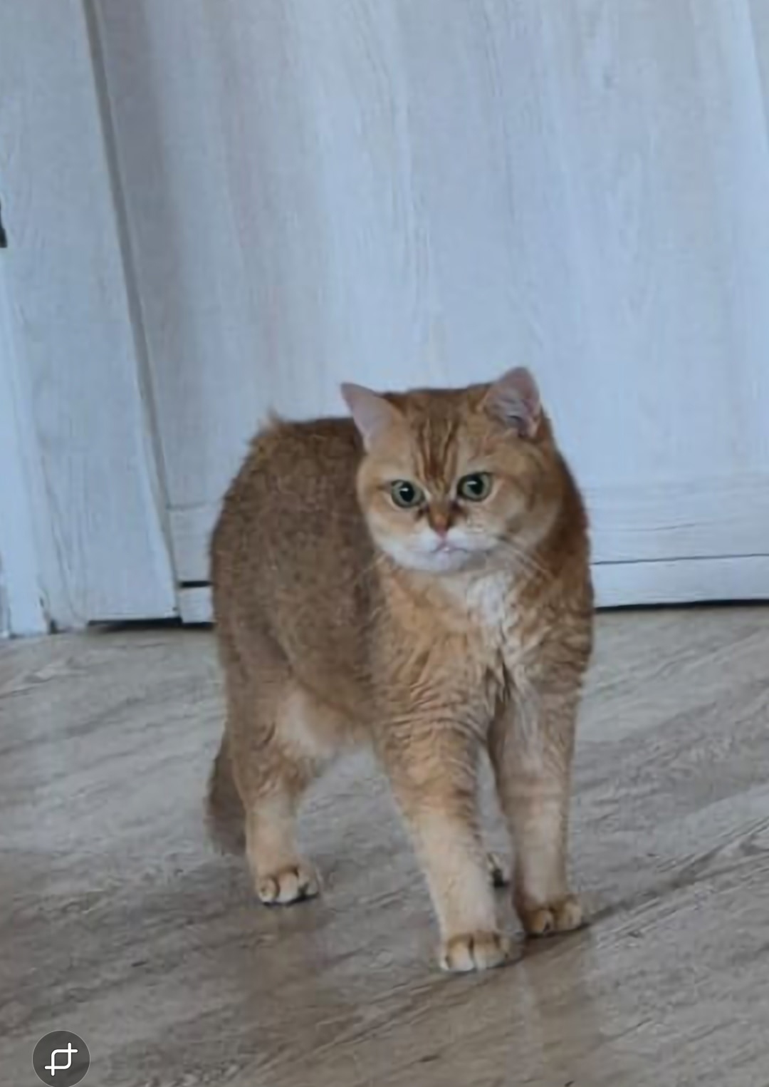 Пропала кошка в Воронеже — фото объявления