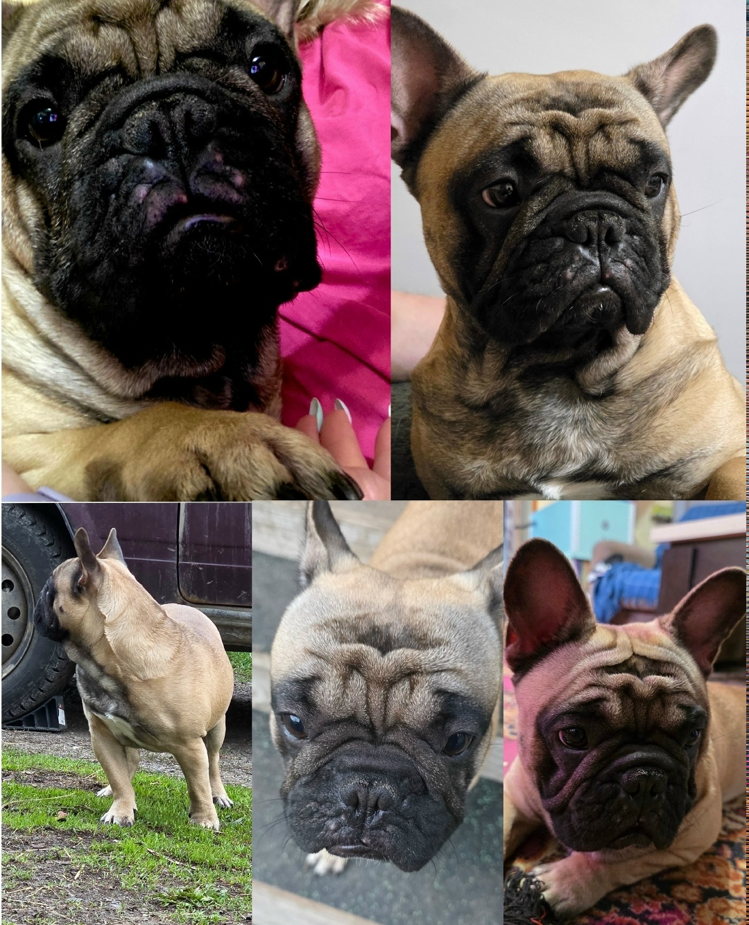 Найдена собака в Воронеже — фото объявления