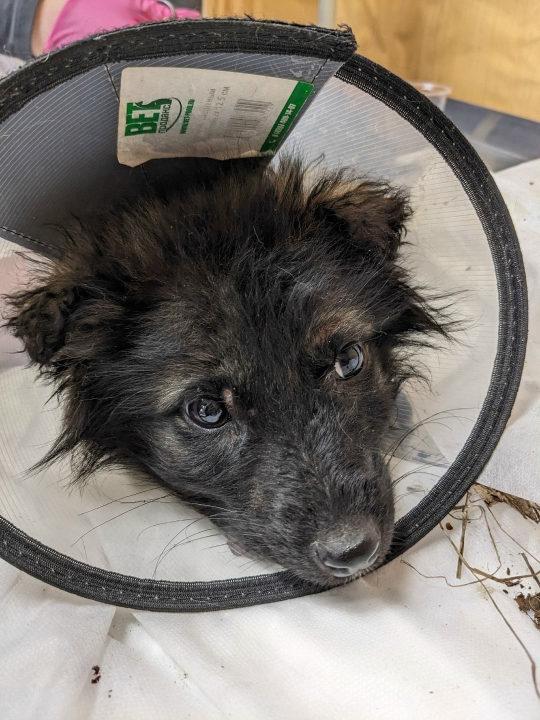 Найдена собака в Воронеже — фото объявления