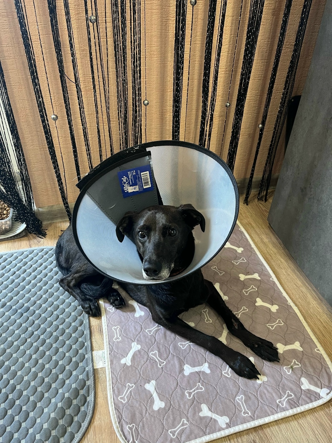 Найдена собака в Воронеже — фото объявления