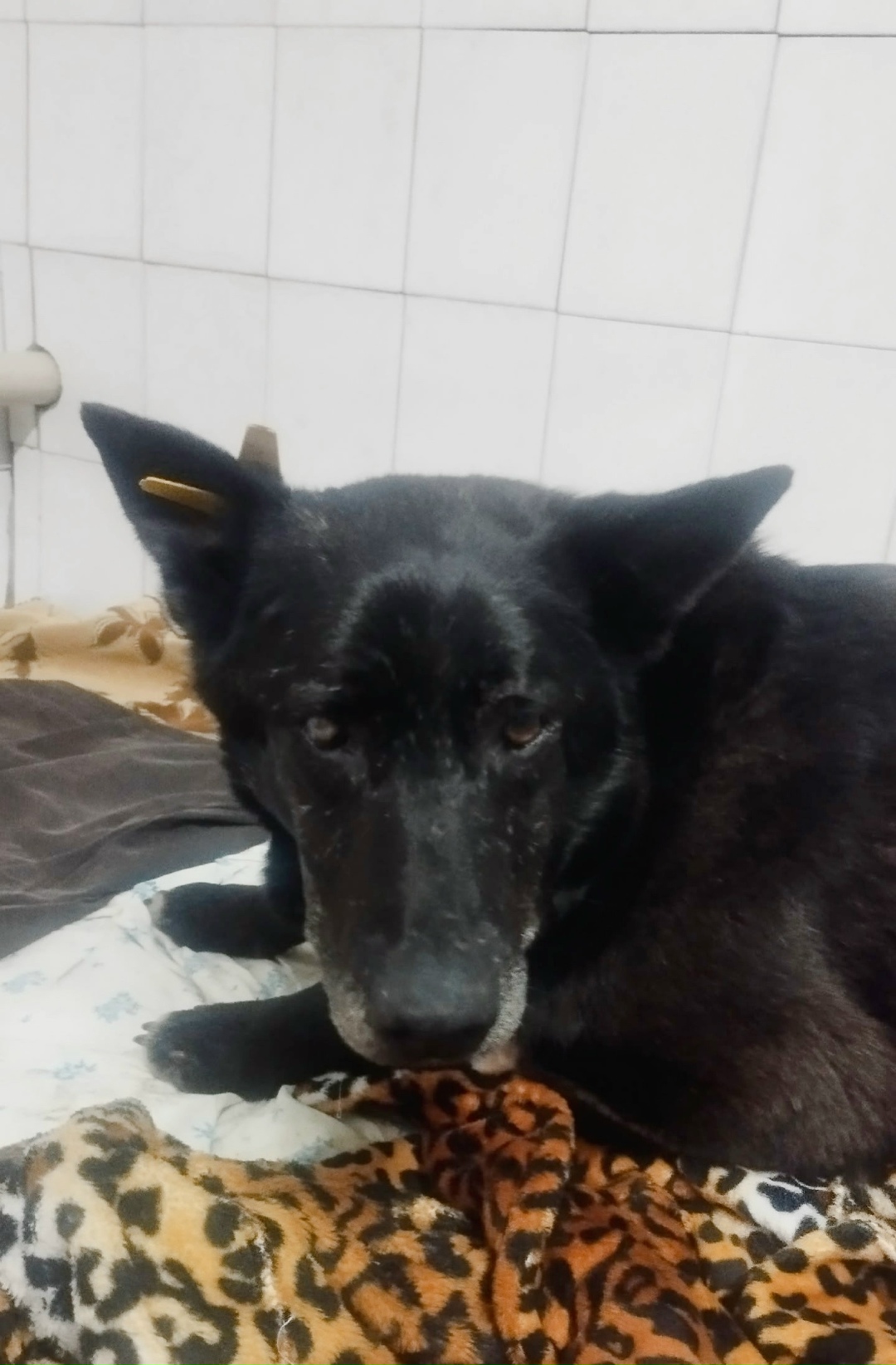 Пропала собака в Воронеже — фото объявления