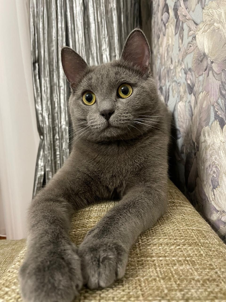 Пропала кошка в Воронеже — фото объявления