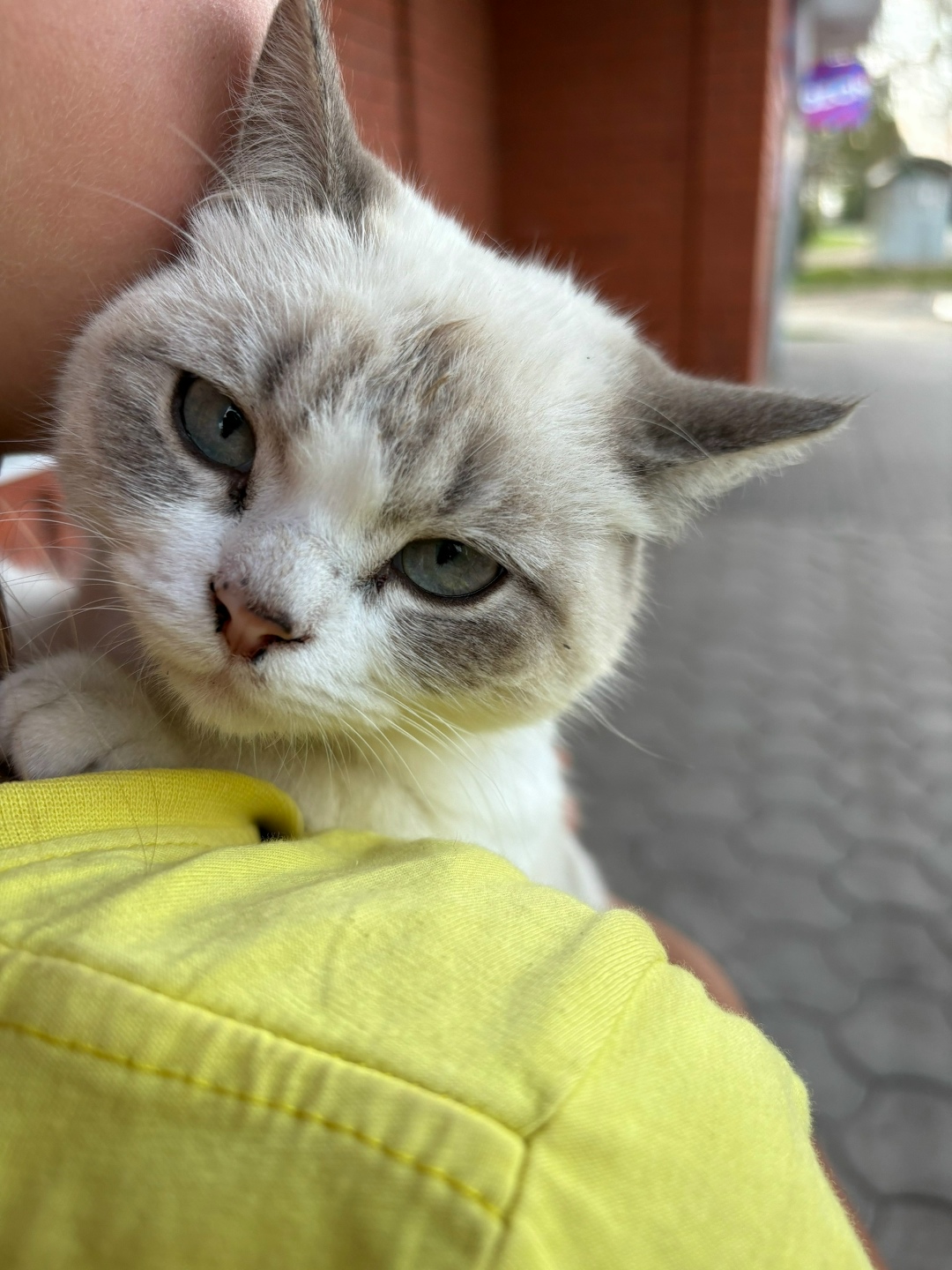 Найдена кошка в Воронеже — фото объявления