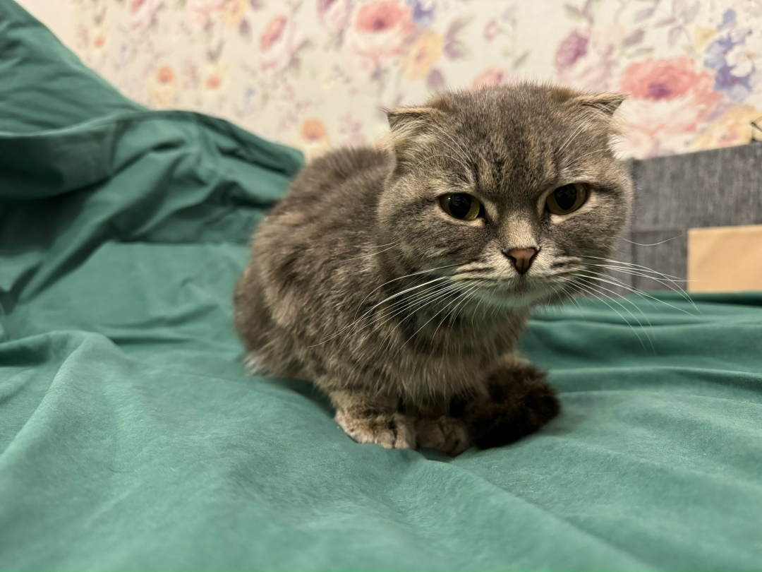 Найдена кошка в Воронеже — фото объявления