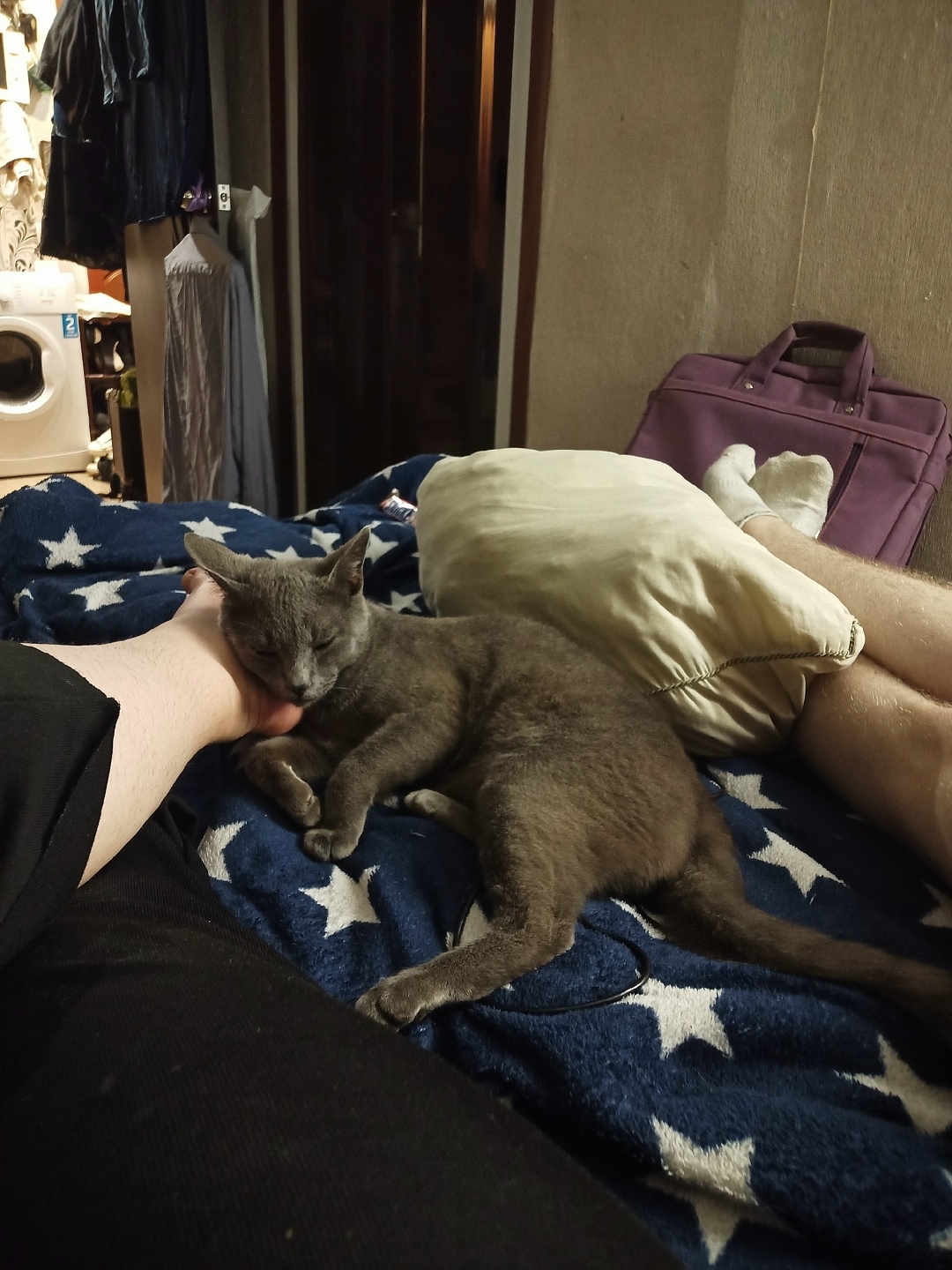 Найдена кошка в Воронеже — фото объявления