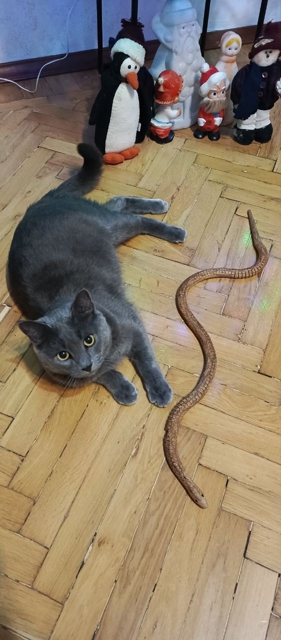 Пропала кошка в Воронеже — фото объявления