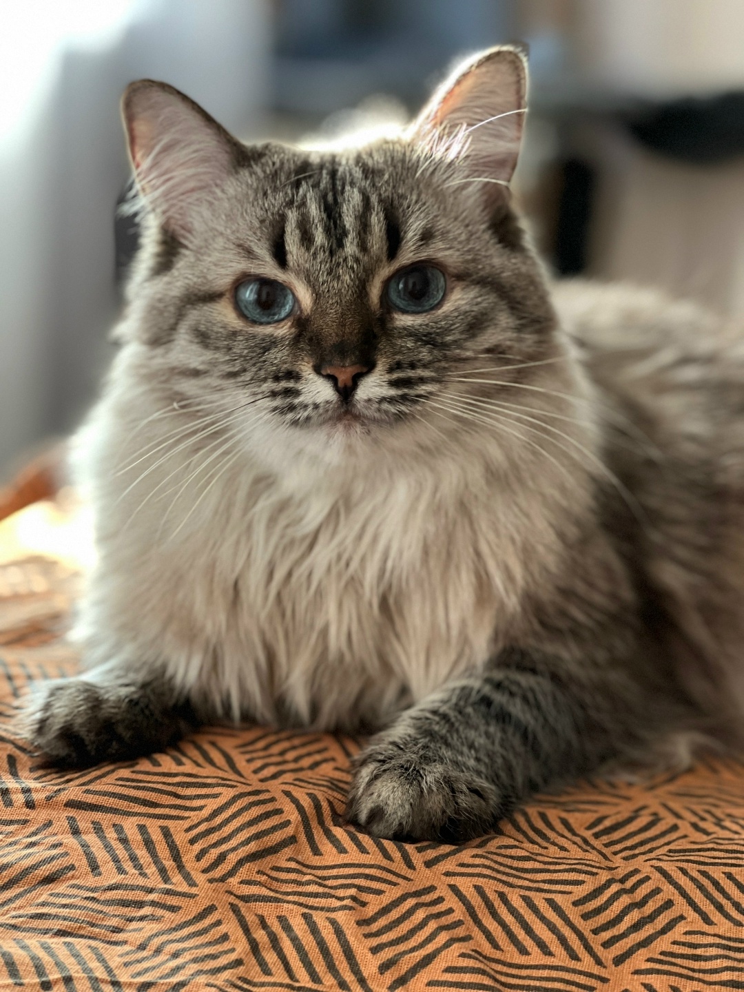 Пропала кошка в Воронеже — фото объявления