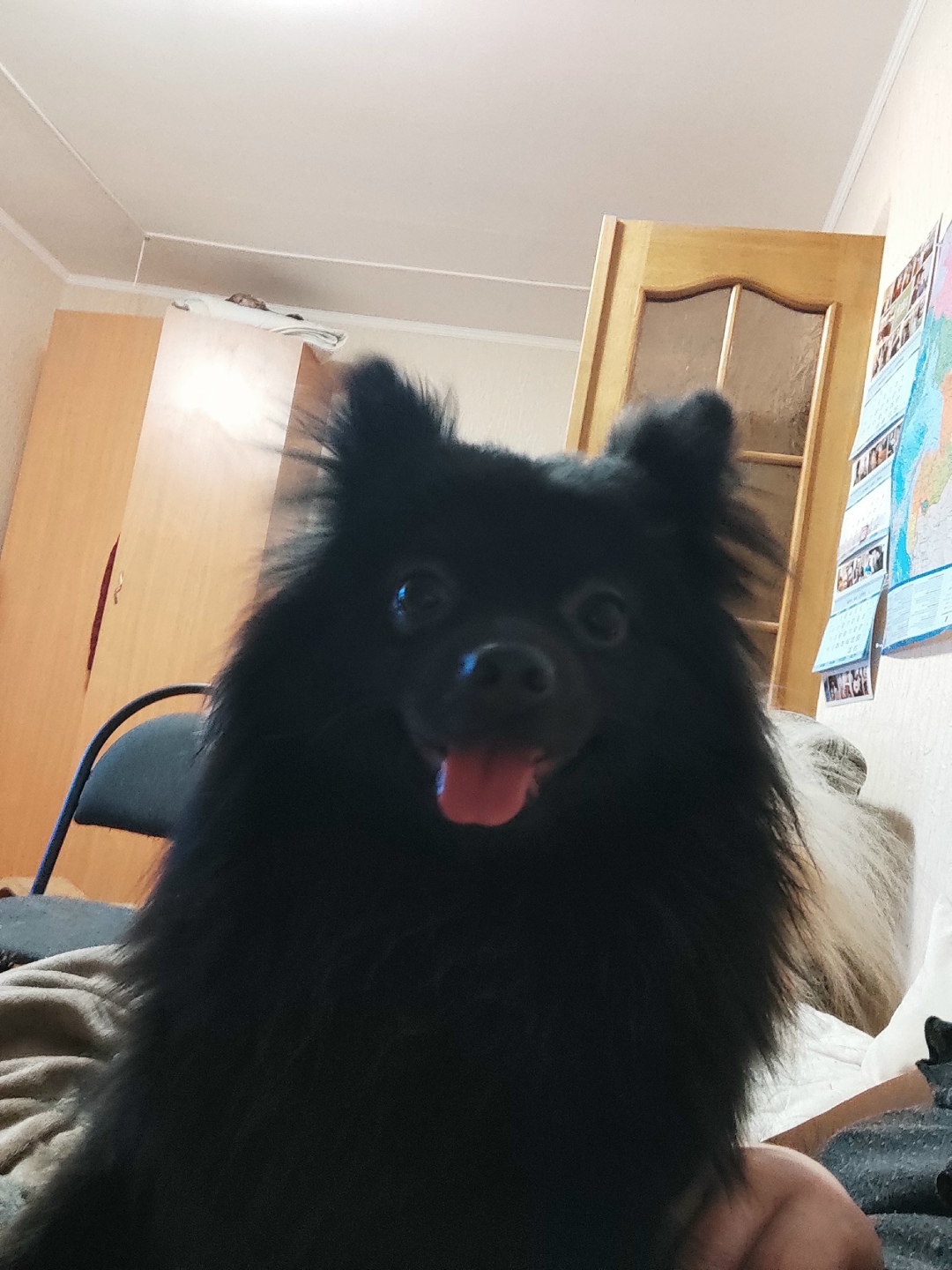 Пропала собака в Воронеже — фото объявления