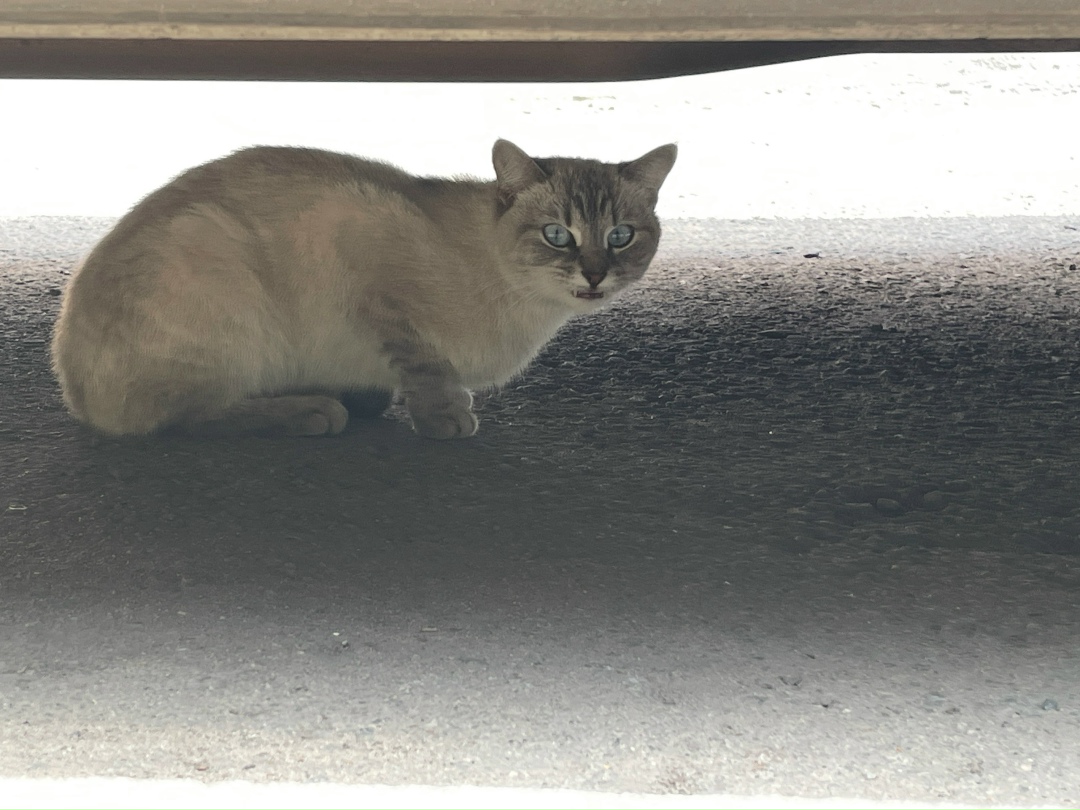 Найдена кошка в Воронеже — фото объявления