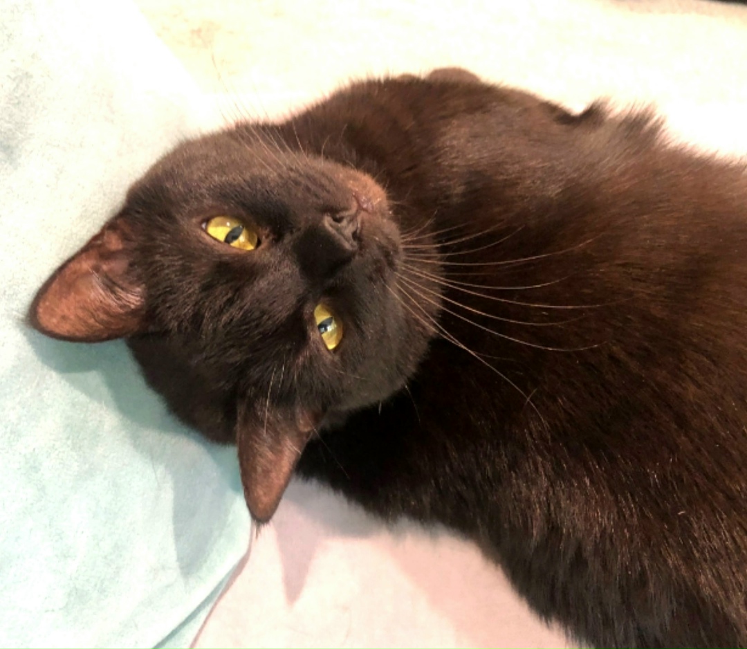 Пропала кошка в Воронеже — фото объявления