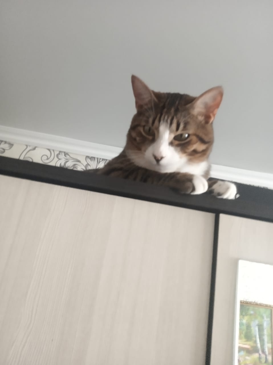 Пропала кошка в Воронеже — фото объявления