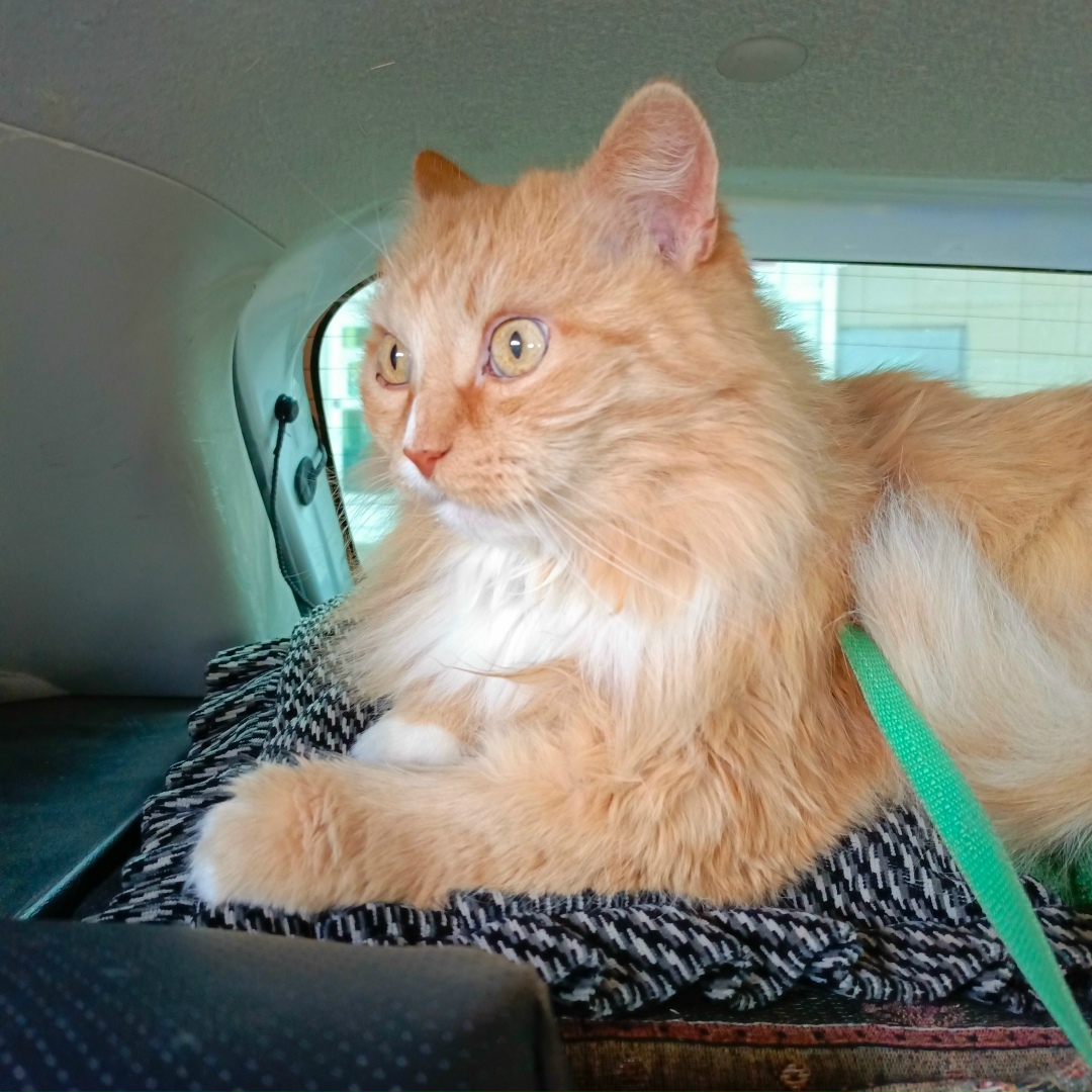 Пропала кошка в Воронеже — фото объявления